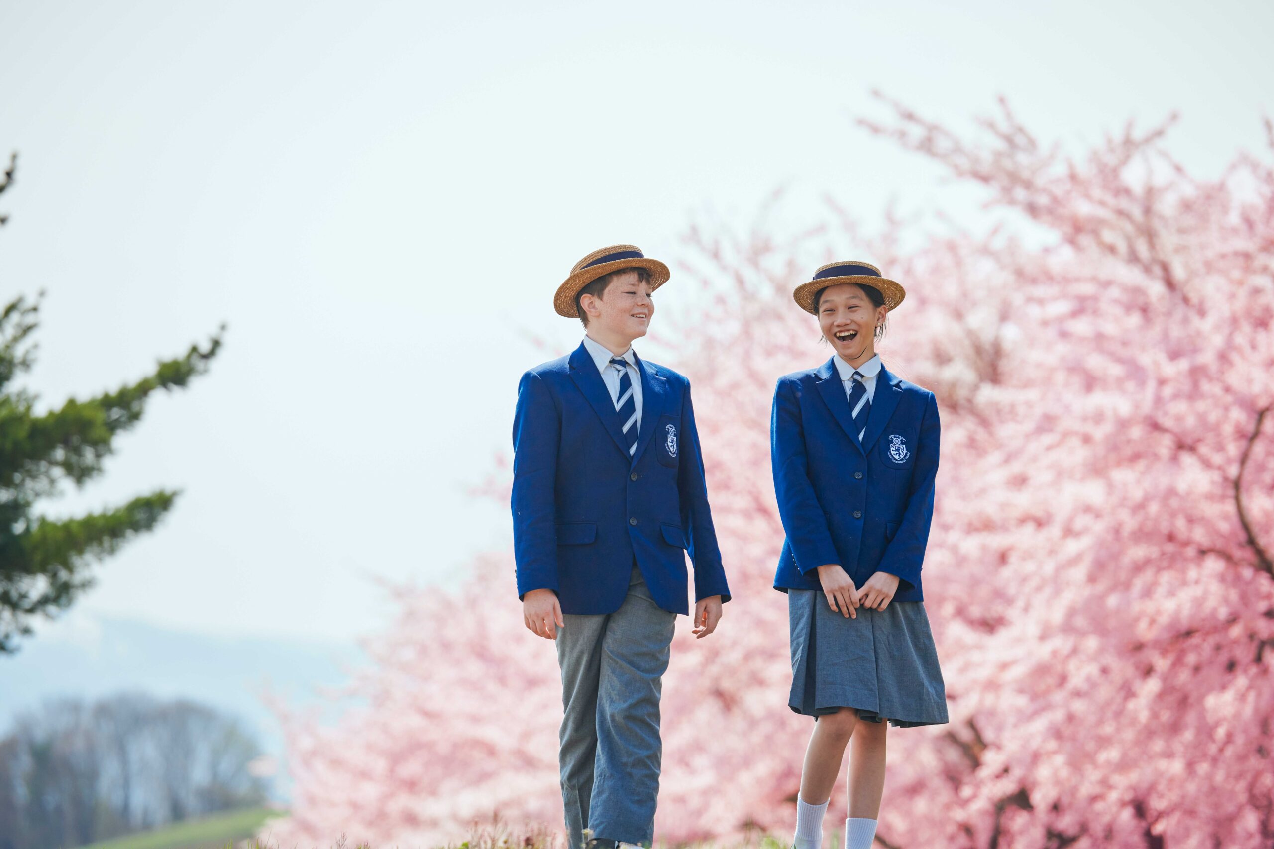 [EDIT] Pink Cherry Blossom 2