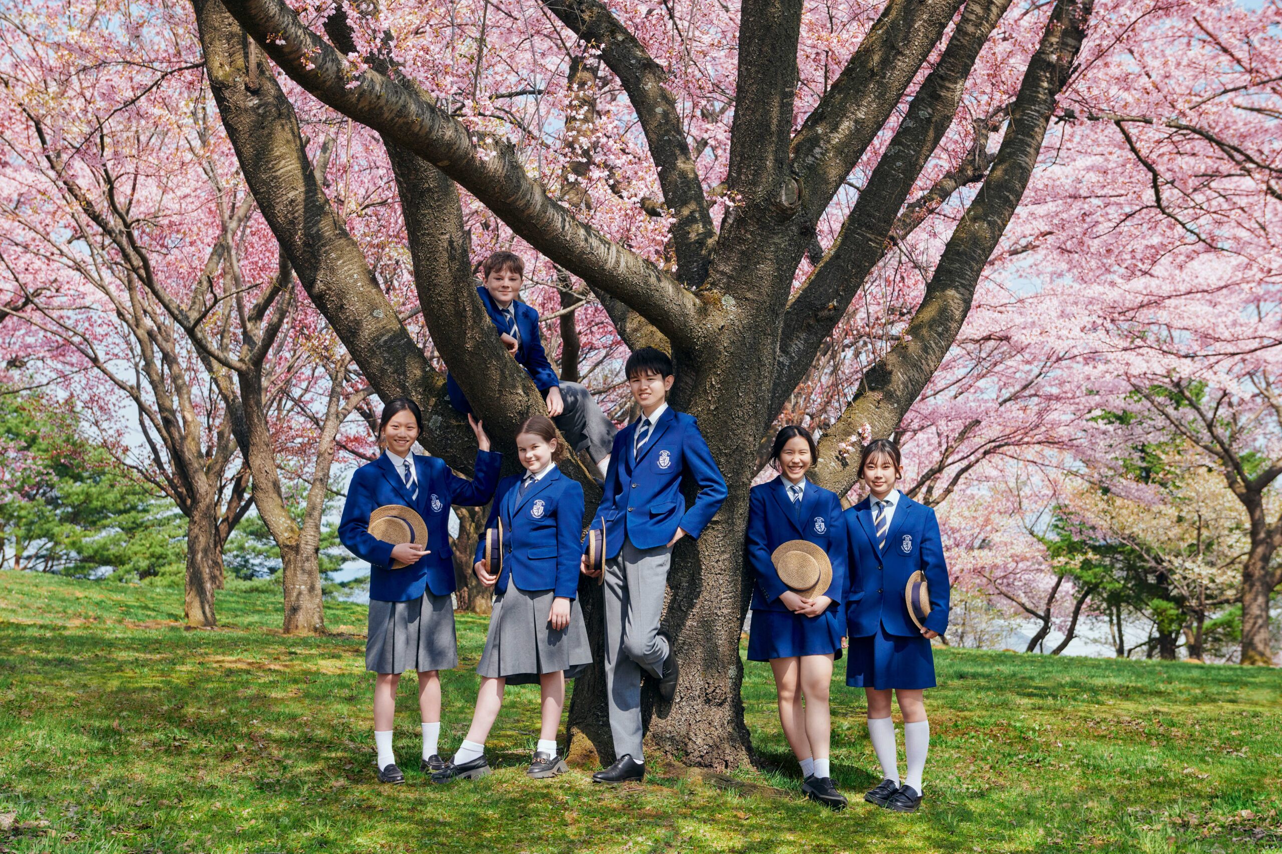 [EDIT] Pink Cherry Blossom 3